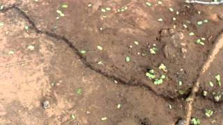 preview picture of video 'Army ants moving home - Tanzania'