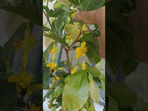 hoa mai nở tháng 7 có điềm gì chăng