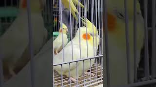 Download lagu PARKIT AUSTRALIA | COCKATIEL.  #parkitaustrali #parkitaustralia #parkit #parkitgacor mp3