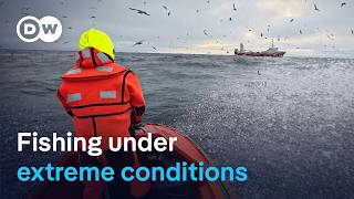 Backbreaking work: Deep-sea fishing in the Arctic Ocean | DW Documenta