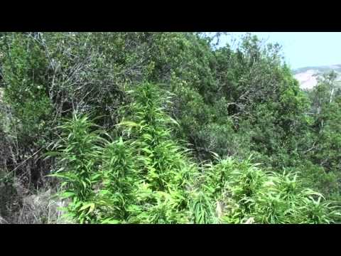 The Master Kush!! Very Master with Master problem