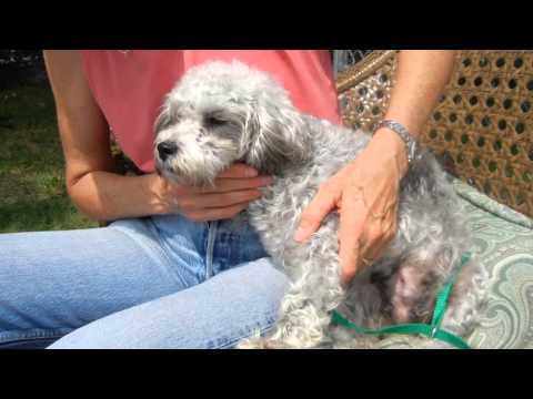 Dory, an adopted Poodle in Houston, TX_image-1