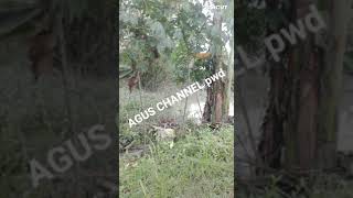 Download lagu SUARA PIKAT BURUNG CIBLEK SAWAH BETINA mp3