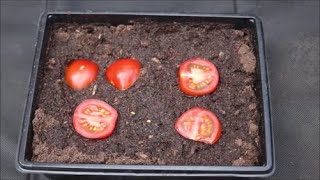 How to Grow Tomato Plants from Store Bought Tomatoes
