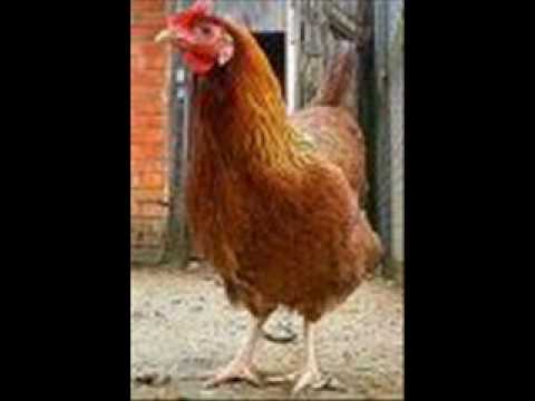 Menamenamò - La caddhina