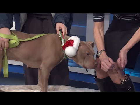 Pet of the Week: Twinkle - YouTube