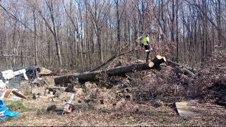 Removal Of The Two Old Oak Trees By @MEJIATREESERVICEMEMPHIS