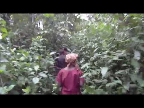 Pygmy Songs of Cameroun October 2014, Forest of the Dja River the African Rain Forest