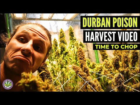 Indoor Grow Series Finale: Durban Poison Harvest Results & Tasting