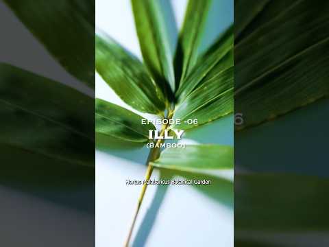 Hortus Malabaricus episode 006 Illy