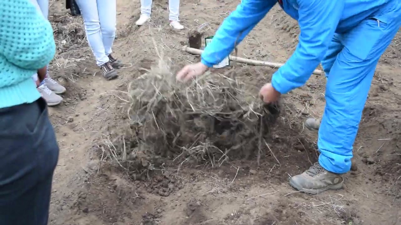 Usos del rastrojo de cosechas