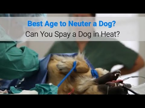 Best Age to Neuter a Dog? Can You Spay a Dog in Heat?