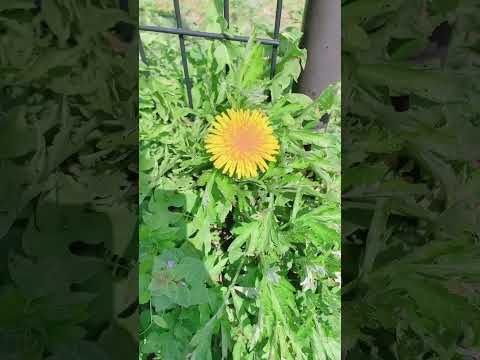 庭で採れたタンポポを食べてもいいですか？彼らの利点は何ですか?どのように選んで保管すればよいでしょうか？  庭園