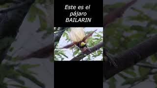 Este es el pájaro BAILARIN