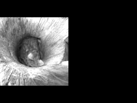 10-03-2015 01h16 Klaara est de retour