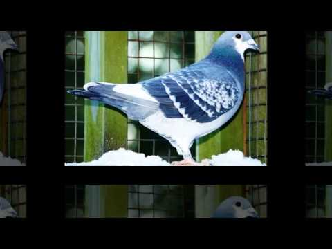 The Meeting Place for the Long Distance Pigeon PART 2