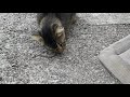 Cat Vs Mouse Cat Eats Mouse Alive Rat Eaten By Cat