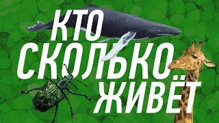 Сом прилипала живет сколько лет