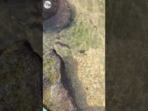 Fun Filled Entertainment |musing Entertainment@TehminaStories