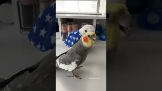 Yums Sings His Baby Bird Song #bird #cockatiel #parrot #yumyumthetiel