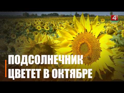 Подсолнечник повторно зацвел на полях Буда-Кошелевского района