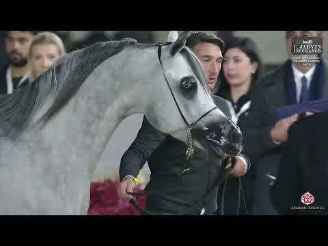 N 123 D MEMZER   KIAHF 2025   Arabian Peninsula Horse Show   Senior Stallions Class 6A