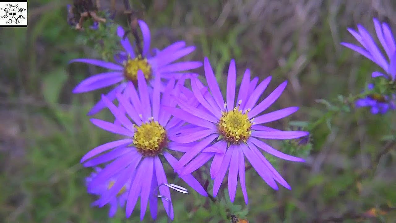 Large Flower Aster - Symphyotrichum grandiflorum - YouTube