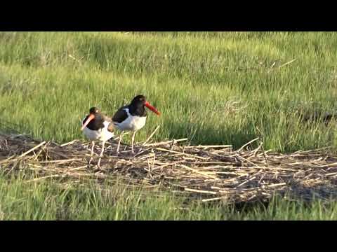 Oyster Catchers