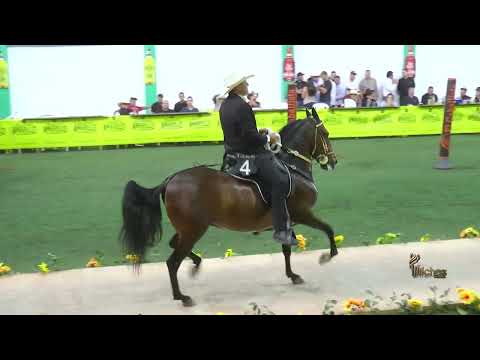 MAESTRO DE LA ILUSION, MEJOR CABALLO CASTRADO TROCHA COLOMBIANA ARANZAZU CALDAS GRADO B 2026