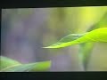 A Bug S Life Teaser Trailer Short Version