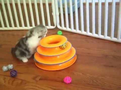 Kaerik RagaMuffin Kittens