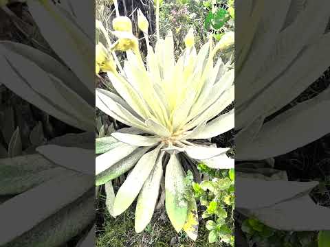 Caminando por el Páramo de Pisba: Aventura, Historia y Naturaleza en Boyacá" ❄️