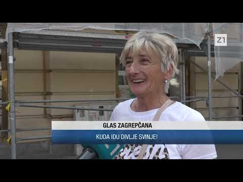 DIVLJE SVINJE HARAJU ZAGREBOM, SVE BLIŽE CENTRU; Što kažu građani?