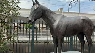 三冠馬メモリアルロード(京都競馬場)