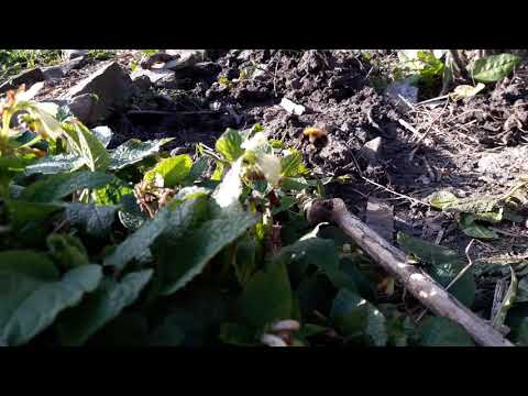 Bumblebee on creeping comfrey flowers
