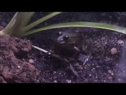 Grateful42's Solar Panels & Frogs