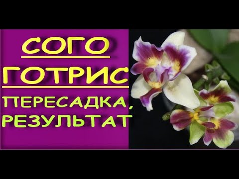 ПЕРЕСАДКА phal. Sogo GOTRIS + РЕЗУЛЬТАТ,но не тут-то было...Фаленопсис Сого Готрис (мини,пелорик).