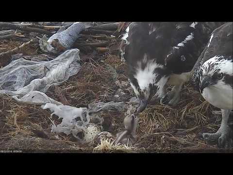 2018 05 22 First full feeding for chick #1 - Boulder County Osprey Cam