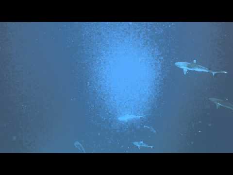 School of Grey reef shark in the Maldives.