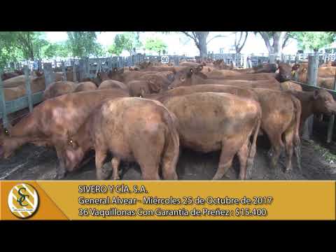 25-10-17 Venta de Vientres - Sivero y Cia S.A. - General Alvear.