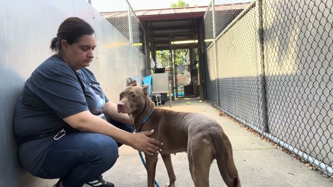 Enlarge Rina, a ADOPTABLE Pit Bull Terrier in Chicago, IL video 5/5