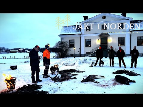 Jakt i Norden - Drevjakt på Målhammar