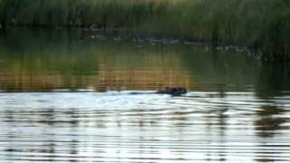 preview picture of video 'Beaver Safari / Bibersafari 2010 with / mit Egger-Guidning, Vilhelmina'