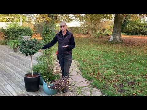 VINTERFÖRVARA VÄXTER I KRUKA  - tips och råd