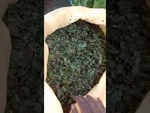 Azadirachta indica neem leaves powder