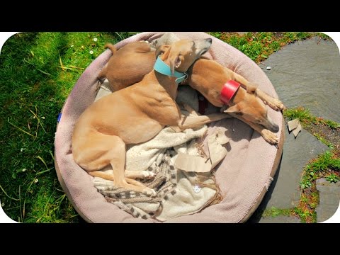 My Dogs, Mia & Pippa