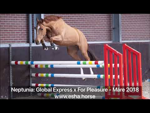 Neptunia: Global Express x For Pleasure