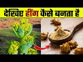 देखिए हींग कैसे बनता है Hing Kaise Banta Hai Hing Making Proce