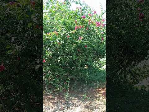 Chácara Águas claras #Petrolina de Goiás