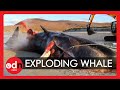 GRAPHIC Sperm Whale Explodes During Postmortem Examination